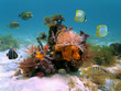Tubeworms and sponges