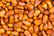 Pine nut