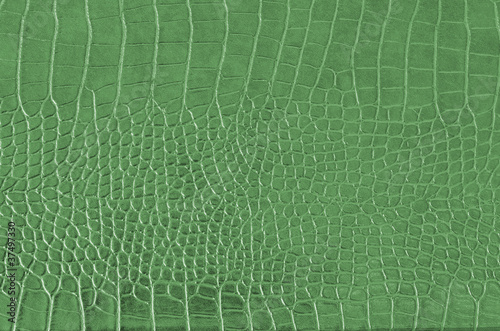 Photo: Crocodile Skin Crocodile Skin