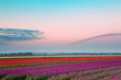 Watering the Dutch tulips