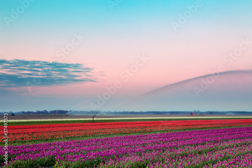 Photo: Watering the Dutch tulips Watering the Dutch tulips