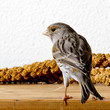 kanarienvogel