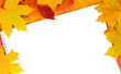white sheet of paper and autumn leaves