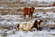 Cows in the snow