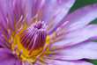Waterlily Closeup