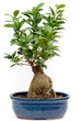 ficus