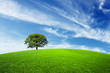 Green tree on green field