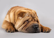 shar-pei