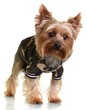 Yorkshire terrier dans des vêtements de camouflage