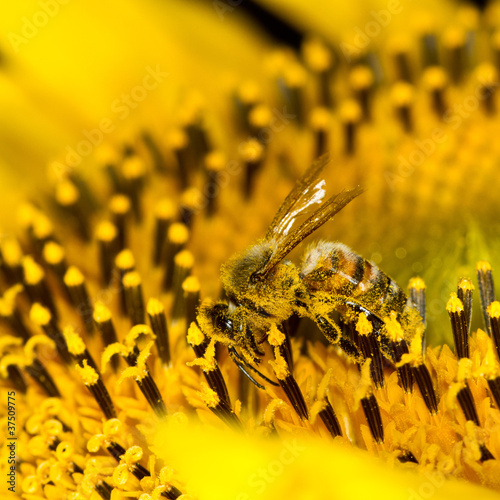 Photo: working bee working bee