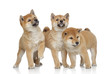 Three Shiba inu puppies on white background Three Shiba inu puppies on white background