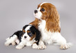 Cavalier King Charles spaniel