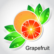 Vector grapefruit Vector grapefruit