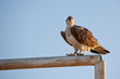Photo : fish hawk fish hawk