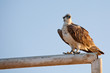 Photo : sitting hawk sitting hawk