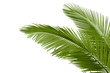 Photo: Leaves of palm tree Leaves of palm tree
