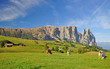 Blick auf den Schlern auf der berühmten Seiseralm