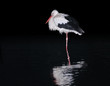 Single white stork at night