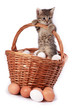 Kitten und eggs Kitten und eggs