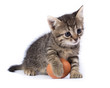 Photo: Kitten und eggs Kitten und eggs