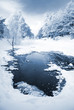 snow on trees