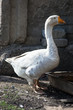 Goose
