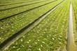 farm field