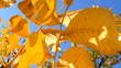 Autumn leaves