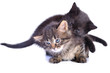playful kittens