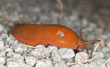 Spanish slug, arion vulgaris Spanish slug, arion vulgaris