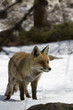 Fox in the snow