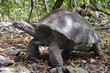 Giant tortoise Giant tortoise