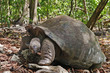 Seychelles Giant tortoise Seychelles Giant tortoise