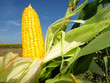 Corn close-up Corn close-up