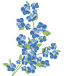 forget-me-not flowers