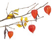 Autumn tree branch isolated Autumn tree branch isolated