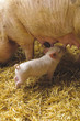 Piglet