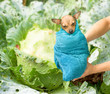 Photo: No man's baby new born and found in cabbage No man's baby new born and found in cabbage