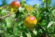 Pomegranate on a sunny day in Greece Pomegranate on a sunny day in Greece