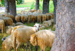 Sheep in the country of Montenegro Sheep in the country of Montenegro