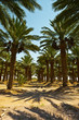 Date Palms