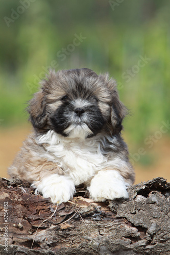 Photo: allure pleine de dignité du jeune lhassa apso allure pleine de dignité du jeune lhassa apso