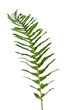 One branch of fernery.