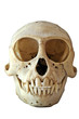 Skull of a Black-Faced Vervet Monkey