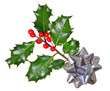 Holly (Ilex) - isolated on white