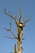 Foto: Odersbach Landschaft Lahnauen Toter Baum Odersbach Landschaft Lahnauen Toter Baum