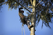 Photo: Arborist cutting tree Arborist cutting tree