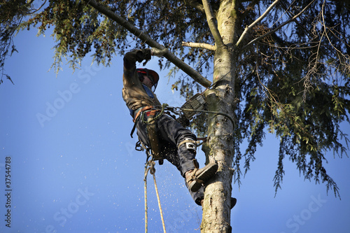 Photo: Arborist cutting tree Arborist cutting tree