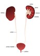 Vektor: Kidney, ureter, urethra - description Kidney, ureter, urethra - description