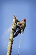 Photo: Arborist cutting tree Arborist cutting tree